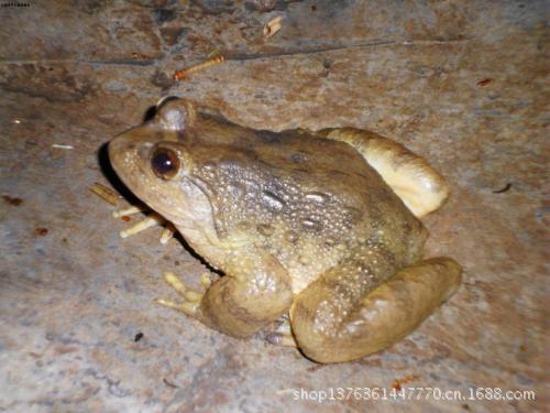 石蛙:又名石鸡,石砊,岩蛙,石蚌.属两栖类蛙科动物.