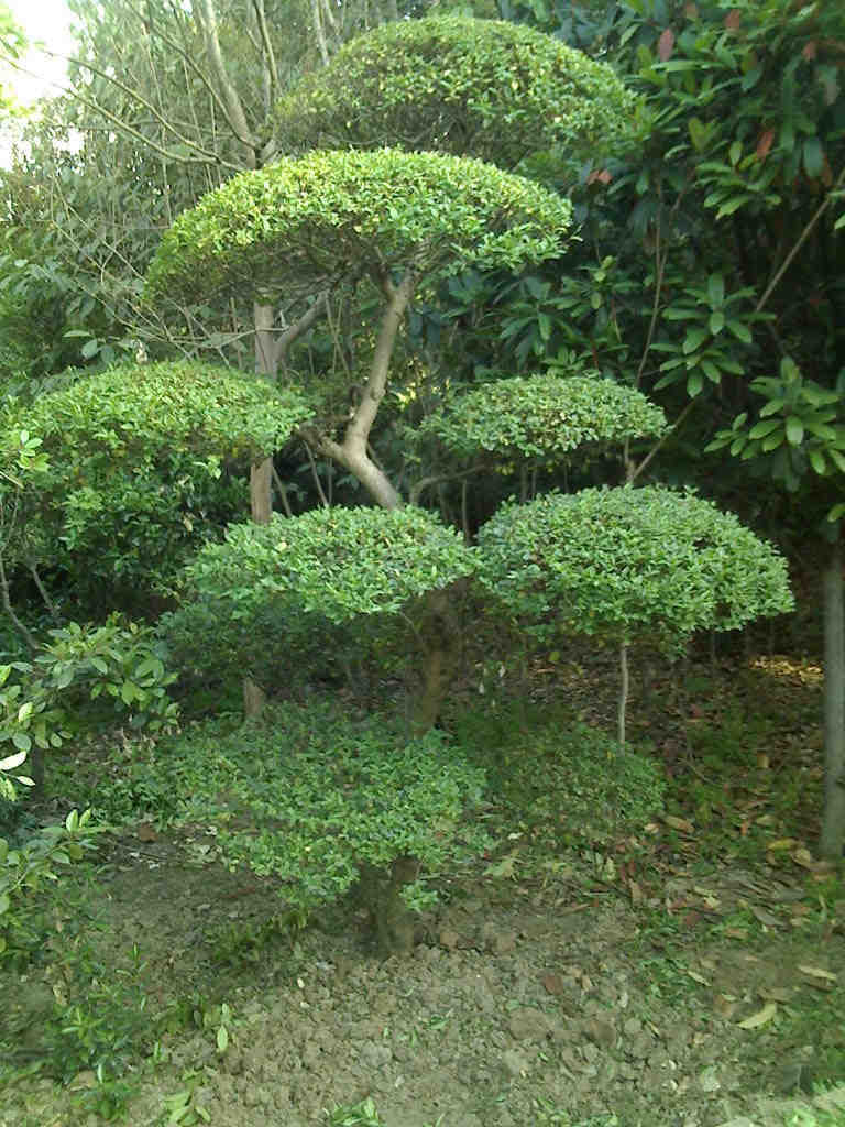 <em>小叶女贞</em>盆景 四季常青 耐寒 <em>批发</em>盆景 造型盆景