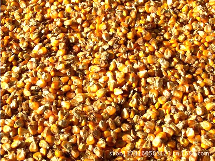 加工烘干玉米 低价收购玉米 高价售卖玉米 价格