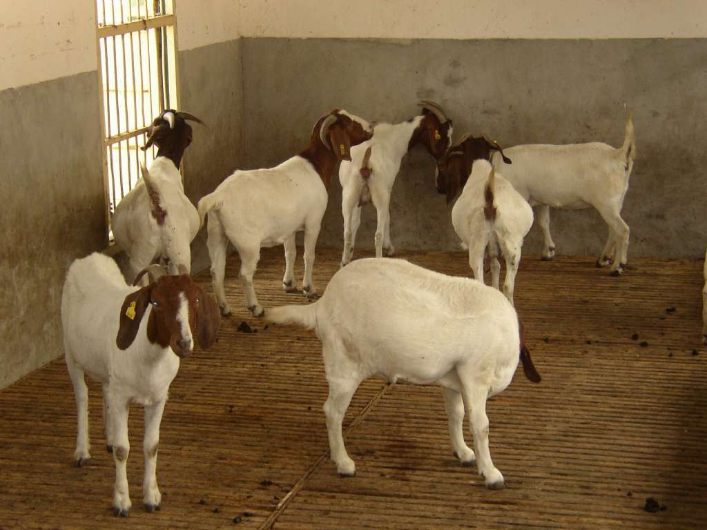 羊-养200只羊一年纯利润大概多少 羊的价格及