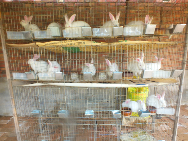 加粗\/加密\/4层24位兔笼 兔子笼 商品兔笼 养殖兔