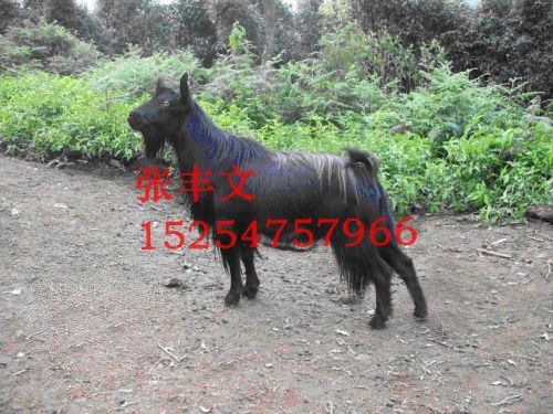 热销*纯种乌骨山羊 欢迎选购-羊肉产业网