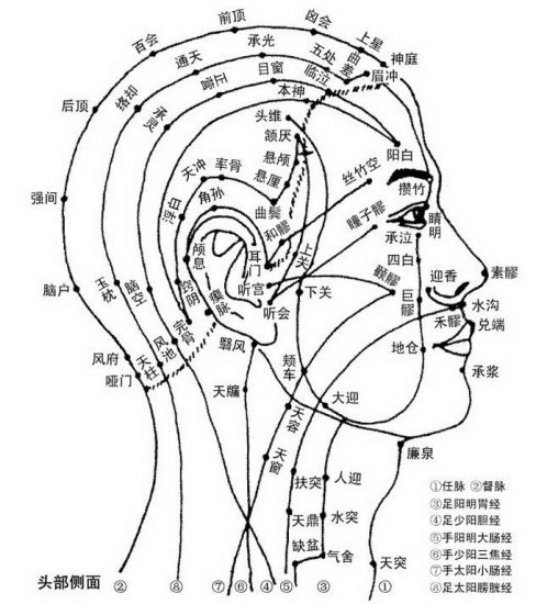 頭部經絡圖