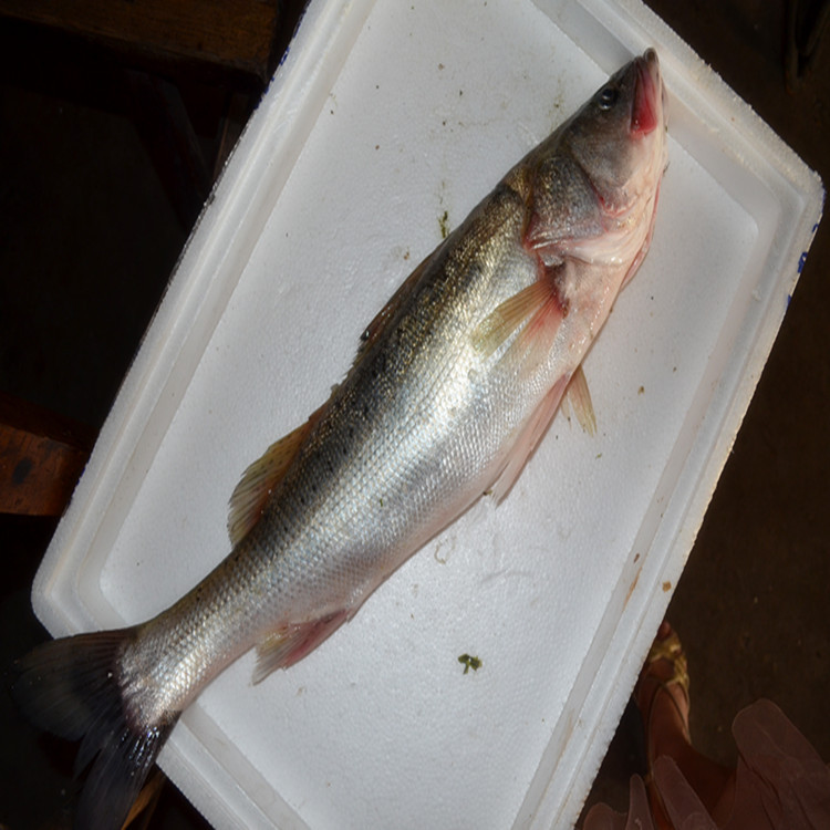 【大鲈鲍鱼\/野生鲈鲍鱼\/正宗长江鲈鲍鱼 国庆热