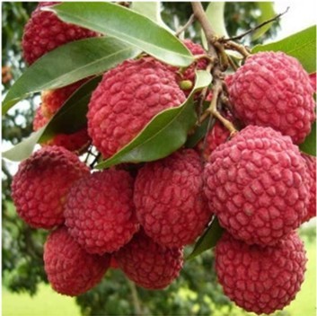 出售荔枝苗 台湾凤梨蜜释迦 妃子笑无核荔枝苗