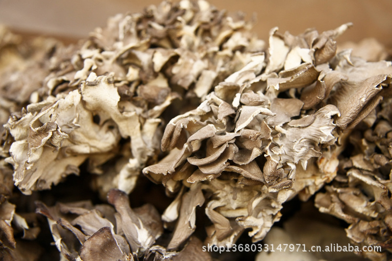 批发食用菌 灰树花 干灰树花 灰树花 灰树花批发 灰树花价格