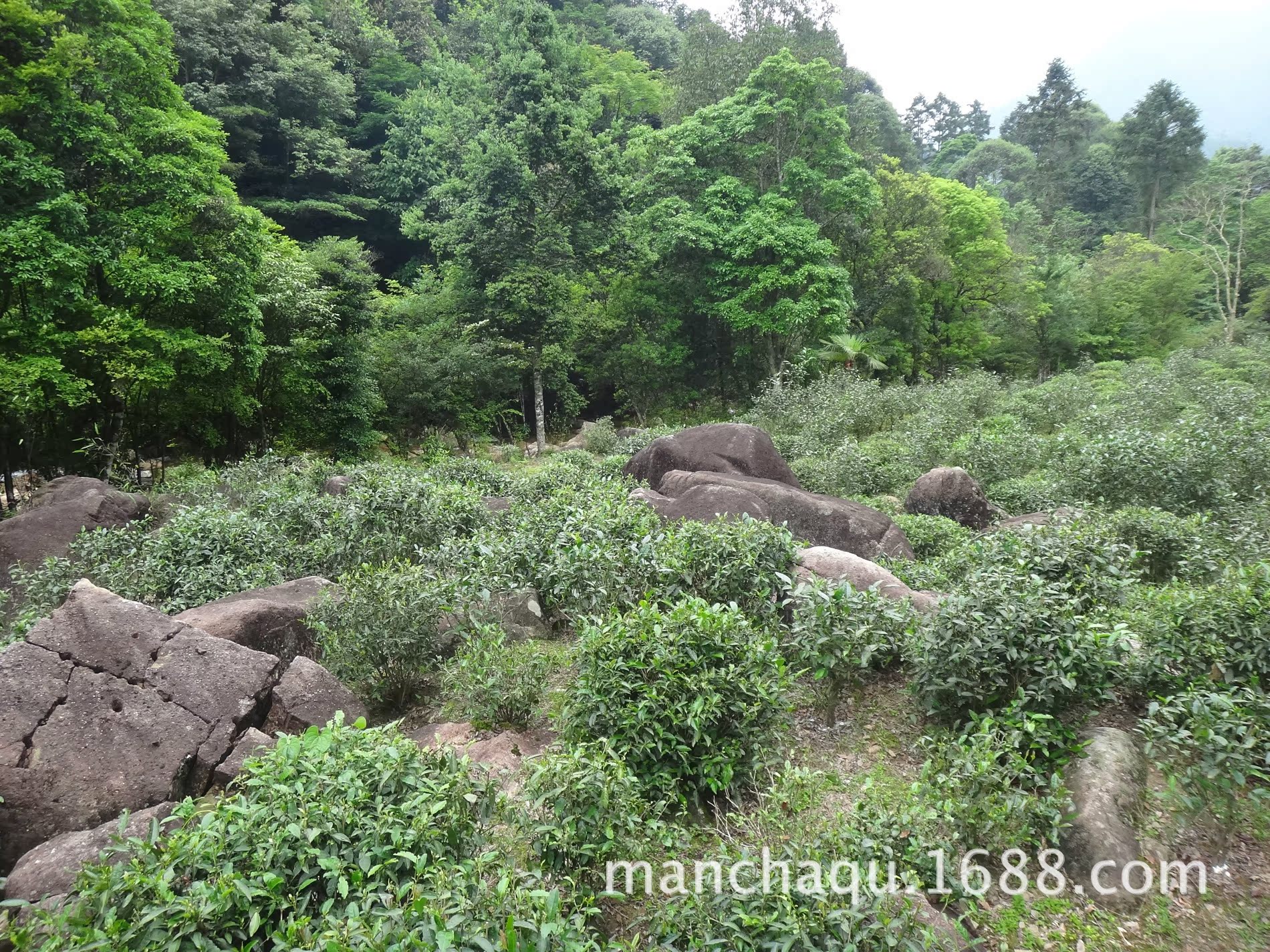 武夷山茶叶总批发一级蜜香金骏眉正山小种红茶厂家直销红茶批发