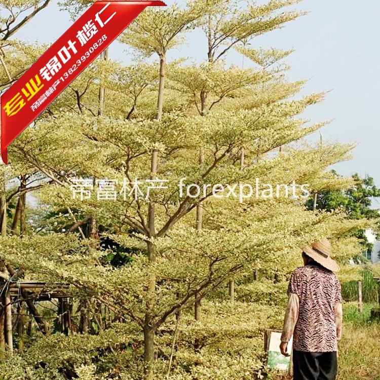 锦叶榄仁,斑叶榄仁广东最具前景的行道树优质