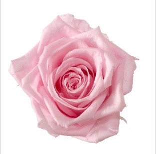 云南保鲜玫瑰花批发3-4cm玫瑰花永生花花材批