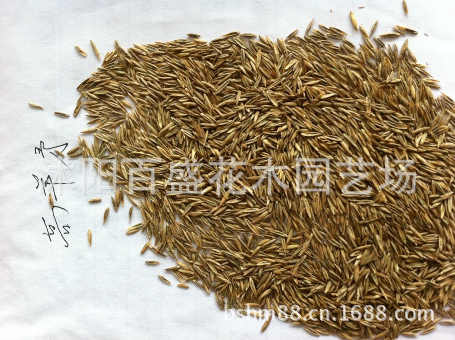 【直销高羊矛种子 各类种子草粒】价格,厂家,图