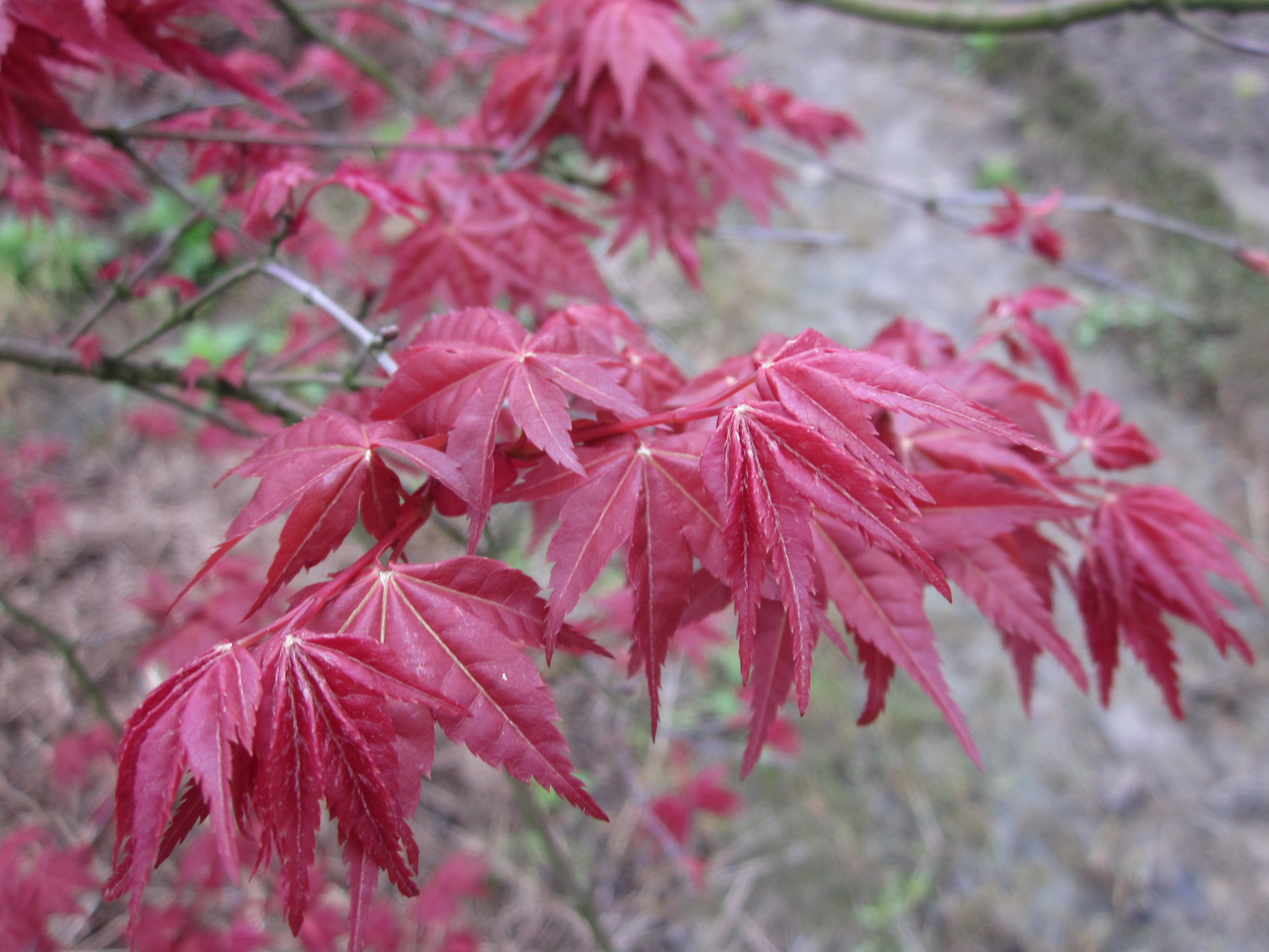 【出售2013年正宗日本红枫种子。品质保证,价