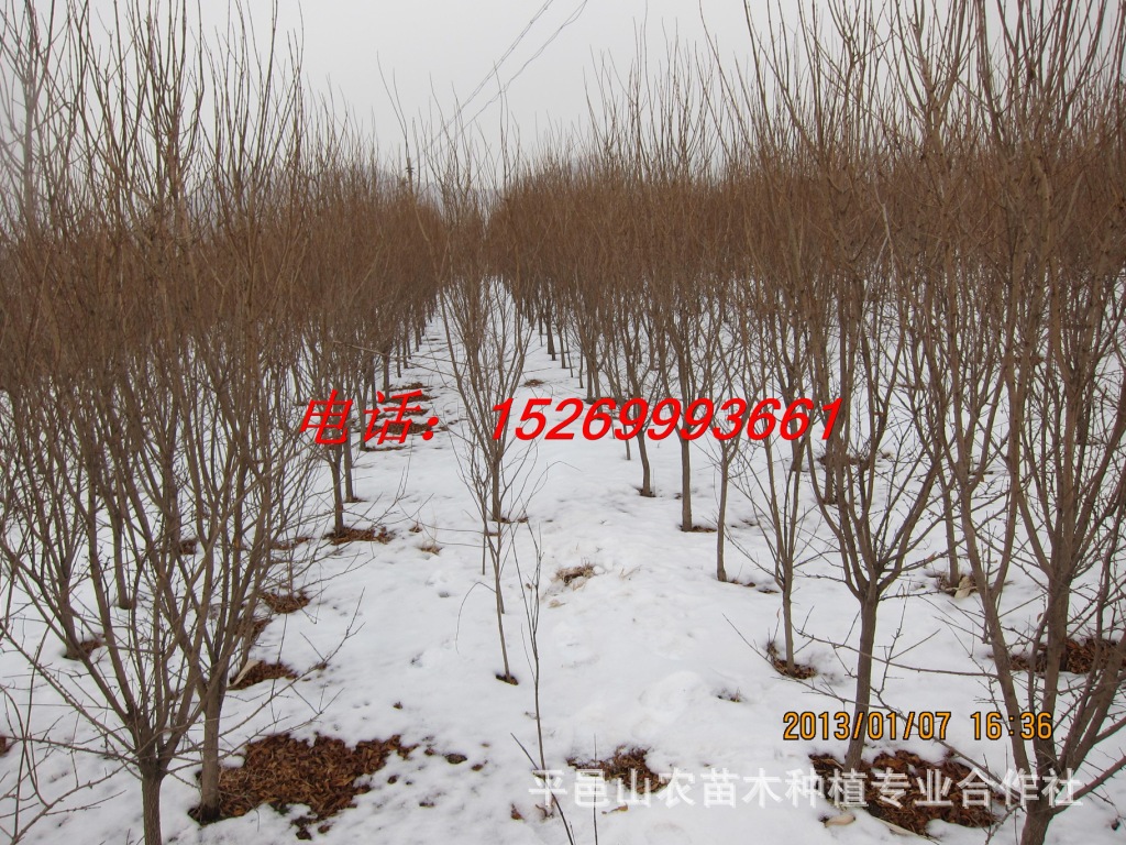 果树-批发代购优质石榴苗,品种齐全,价格便宜,