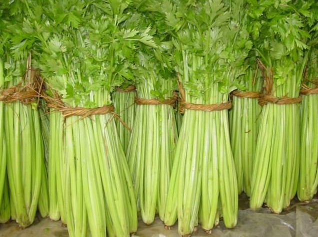 【蔬菜种子 维娜西芹种子 芹菜 西洋芹菜 大田用