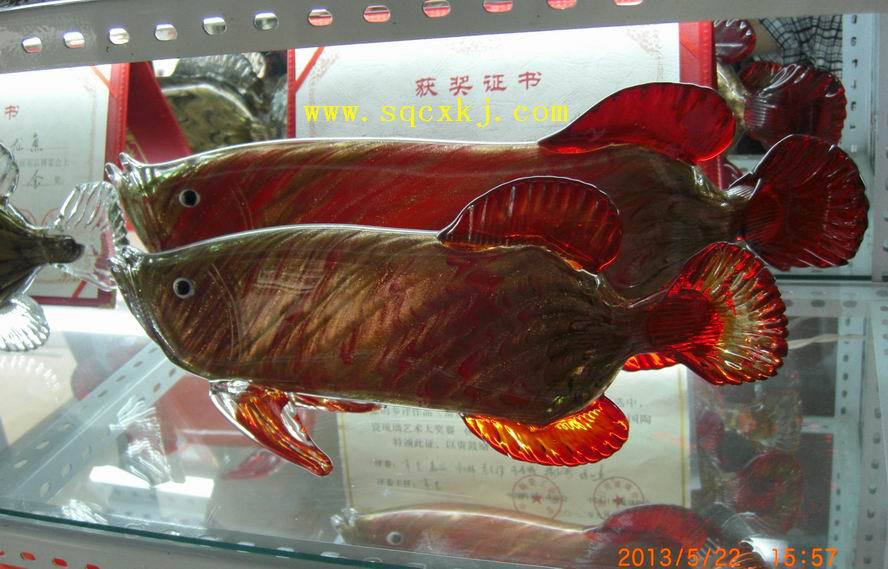 50公分龙鱼