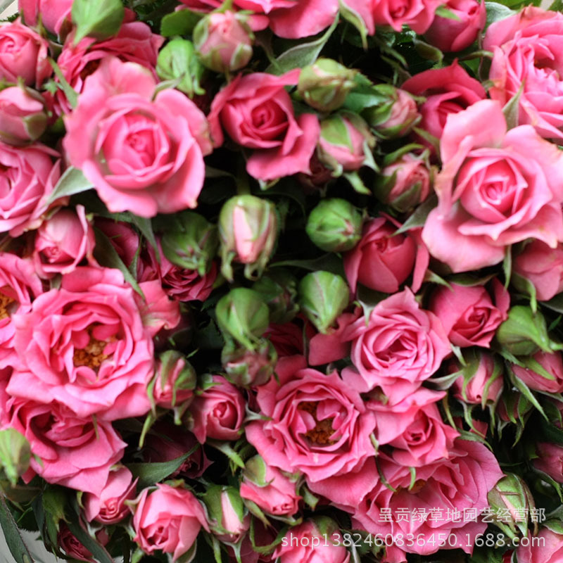 【粉红女郎】价格,厂家,图片,鲜花\/鲜切花,91条