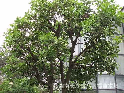 【出售10-15-18-20-25-30公分柚子树\/橘子树\/香