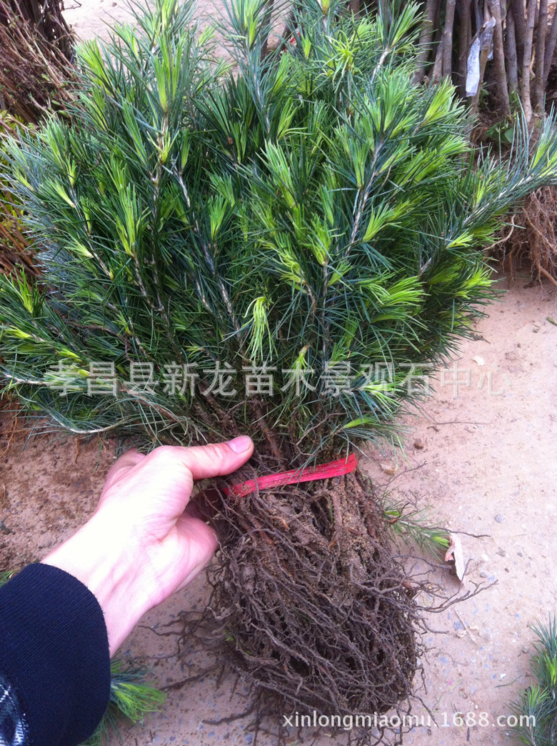 苗木-桃,梨,石榴,葡萄,枇杷等适合在南京地区种