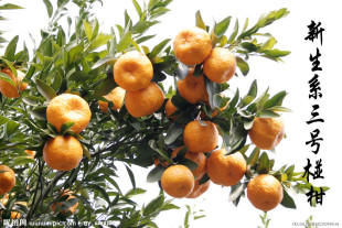 柑桔、橙、柚-衢州椪柑大量批发-柑桔、橙、柚