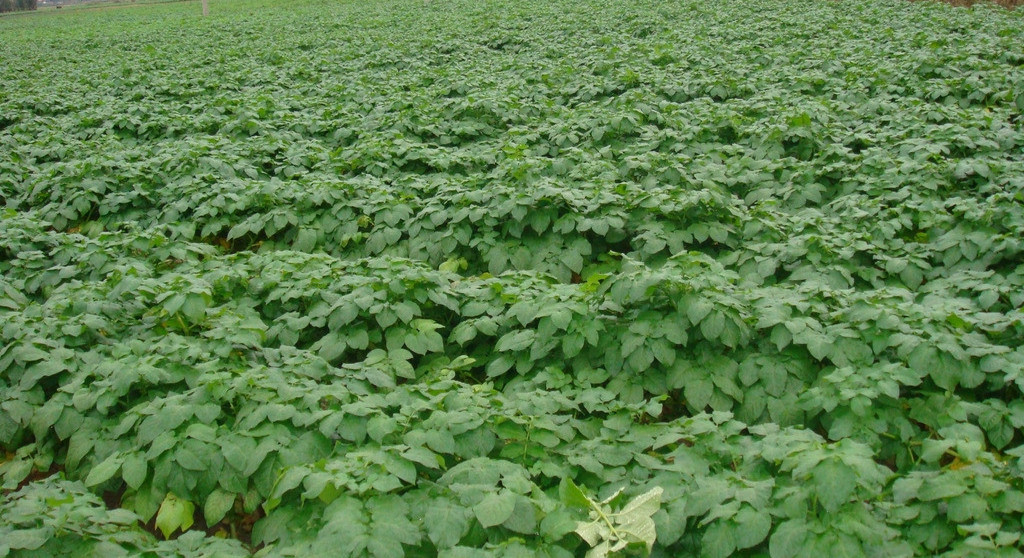 批发新鲜土豆 本公司大量供应新鲜土豆批发图