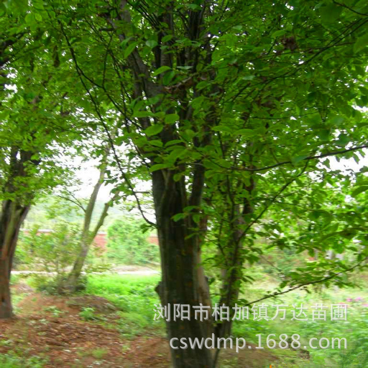 乔木-湖南大叶<em>女贞树价格</em>/胸径4-5-6-8公分大叶