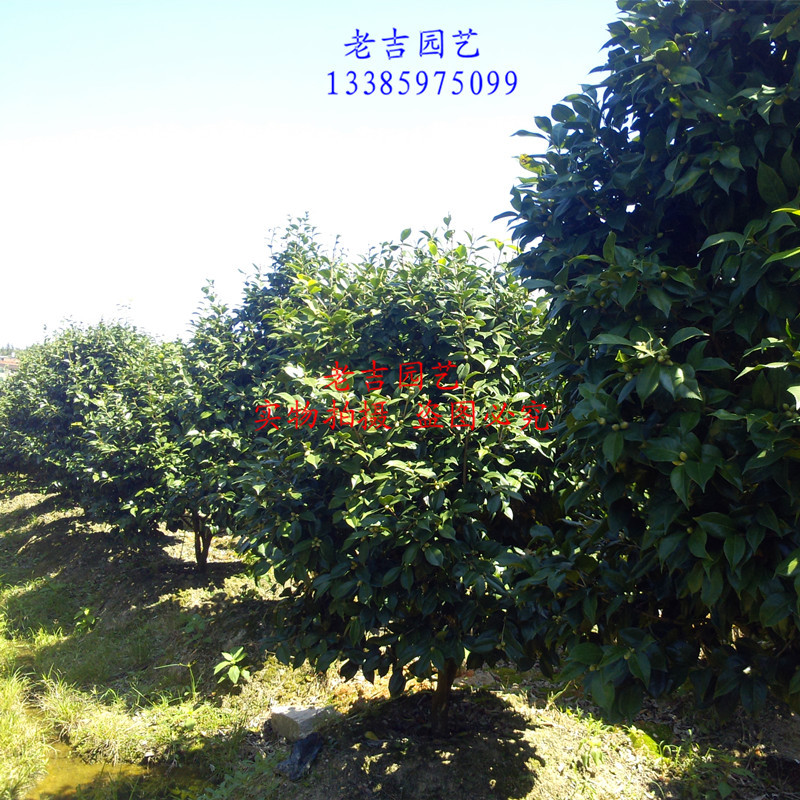 大规格茶花4