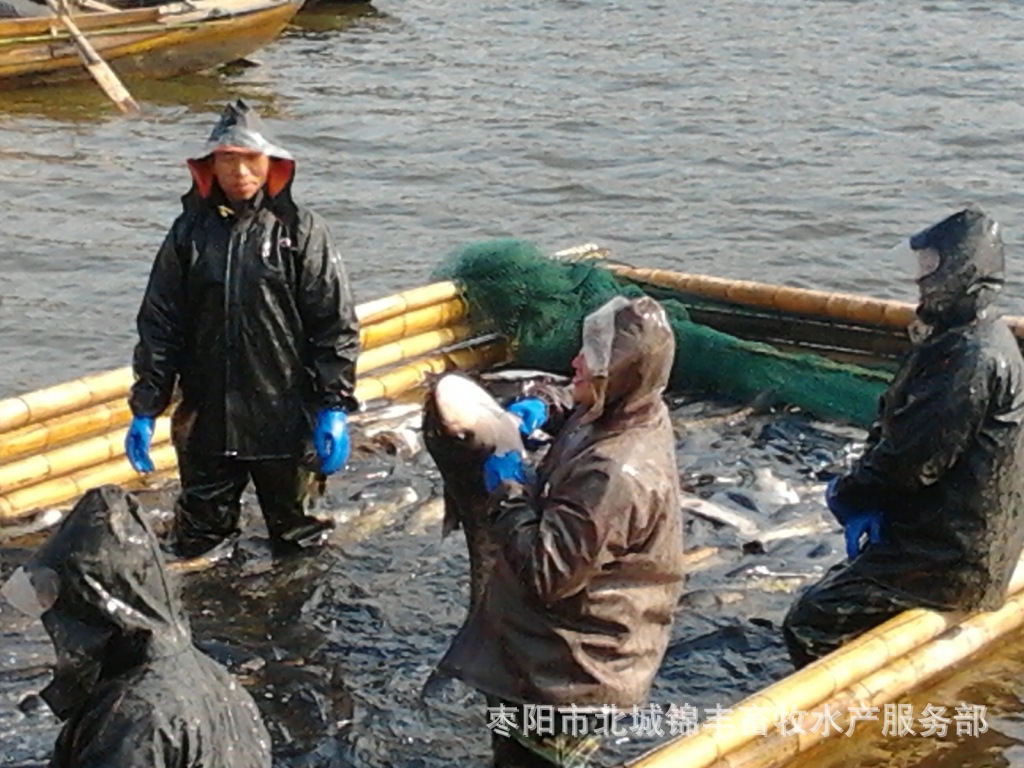 长期批发供应 水产养殖膨化鱼饲料 混养颗粒鱼饲料 价格实惠