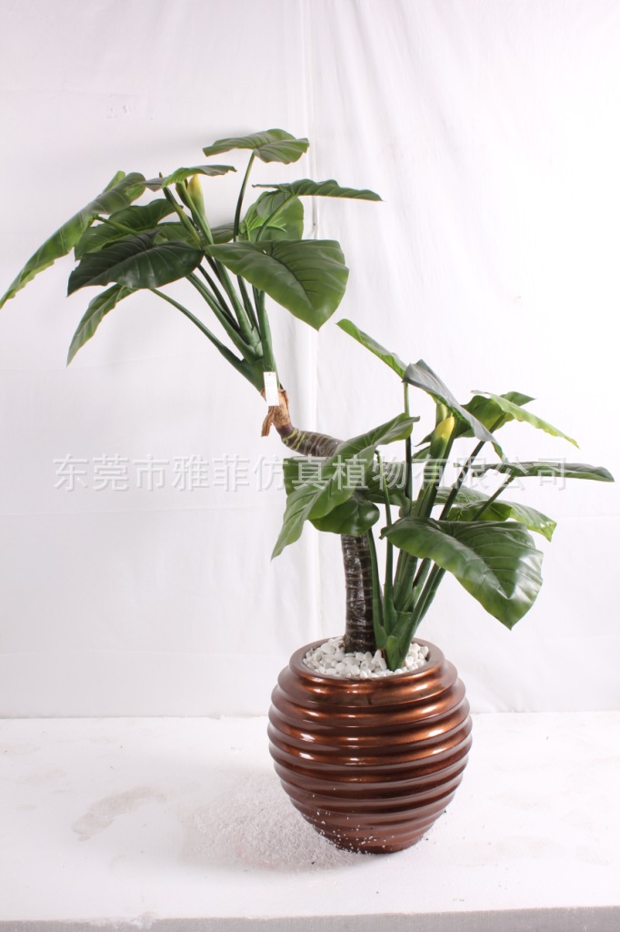 SJA0186 滴水观音 180CM