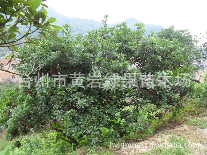 【东魁杨梅树 黄岩东魁杨梅苗 已挂果杨梅树 欢