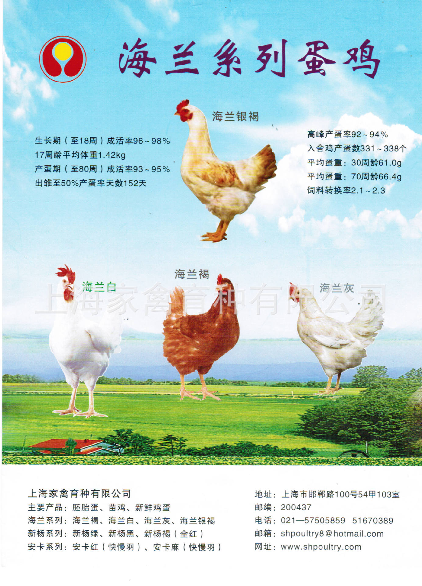 上海家禽 供应鸡苗 商品代 海兰系列鸡苗 海兰银褐 海兰褐/灰鸡苗