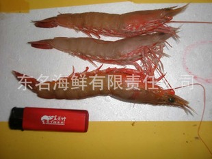 批发麻虾(卢虾,沙虾,红爪麻虾)——"北部湾纯天然海产"