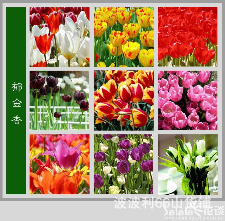 原来名花有主的 花名有主((2))