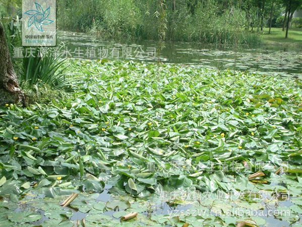 供应 浮水植物 黄金莲 金莲 萍蓬莲 萍蓬草