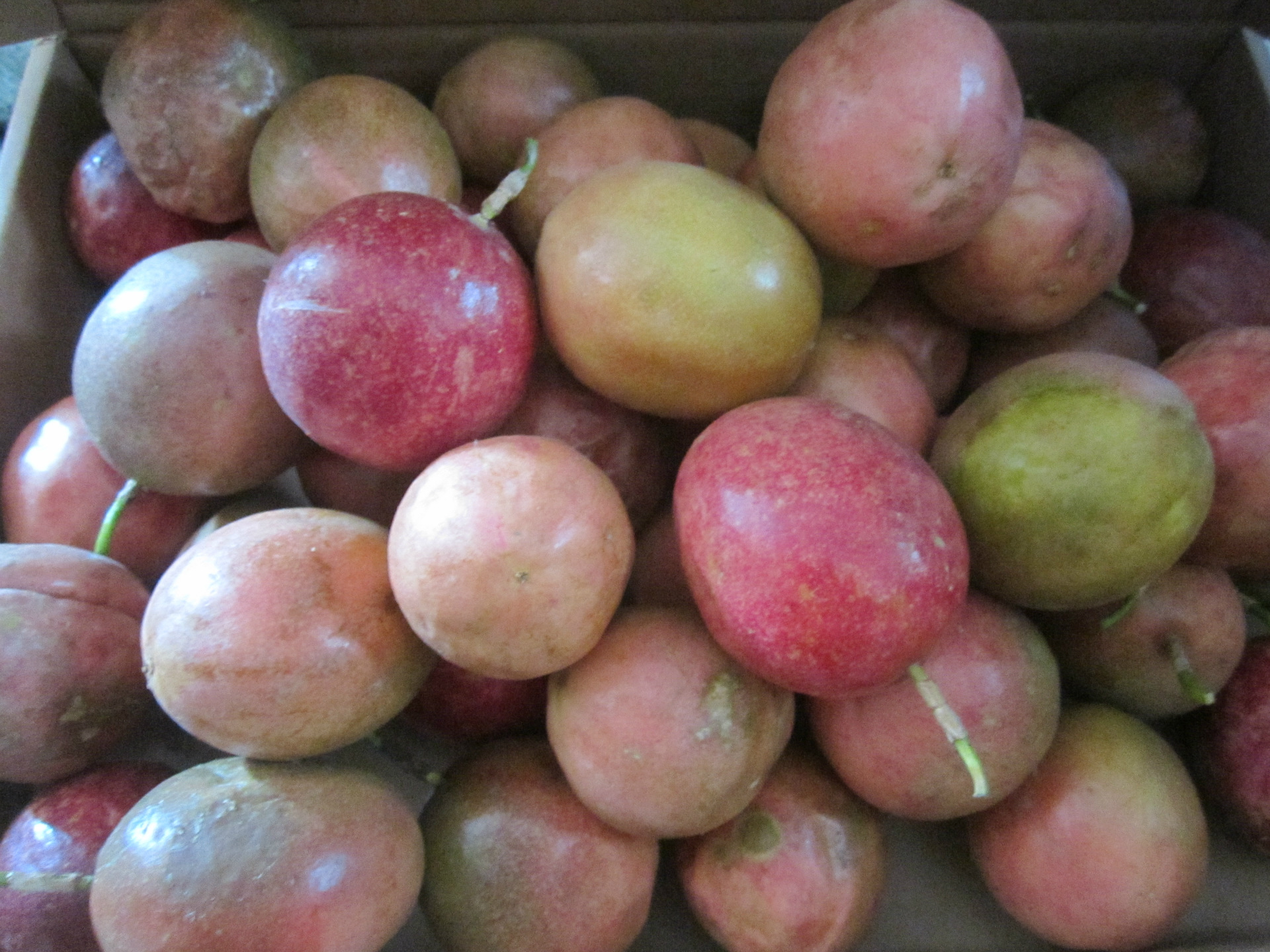 其他生鲜水果-自产自销百香果 鸡蛋果 西番莲 