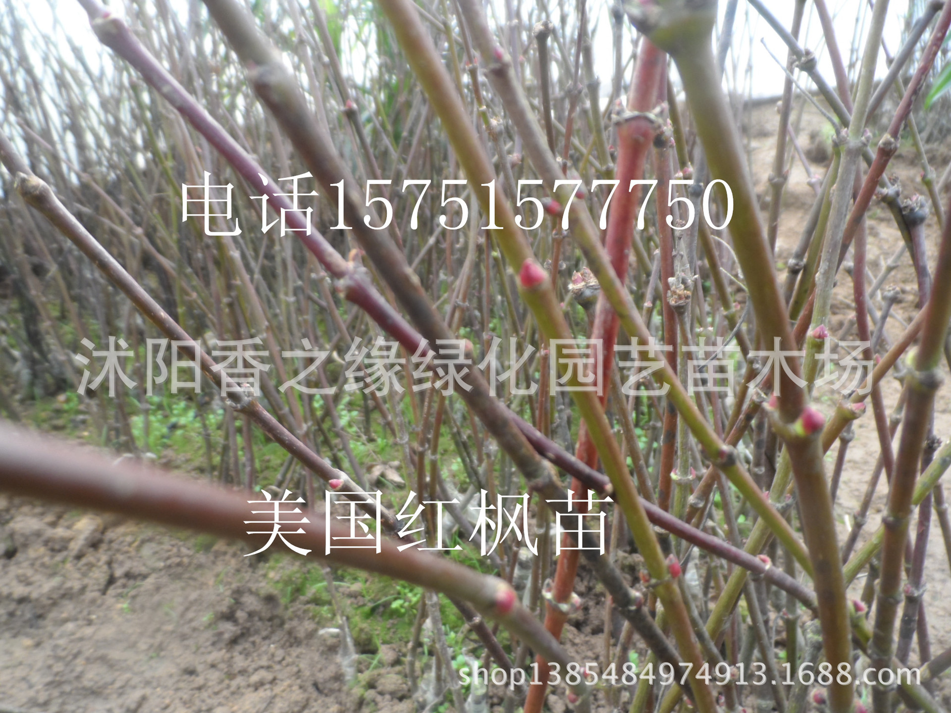 红枫树苗 室内盆栽 红枫苗 盆景 规格齐全 庭院种植