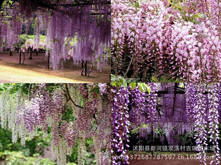 【出售藤本花卉植物紫藤大苗观花紫藤苗工程园林庭院植物好成活】价格,厂家,图片,攀援植物,吉瑞花卉-马可波罗网