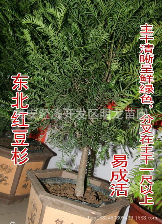 南方红豆杉和东北红豆杉的区别和不同