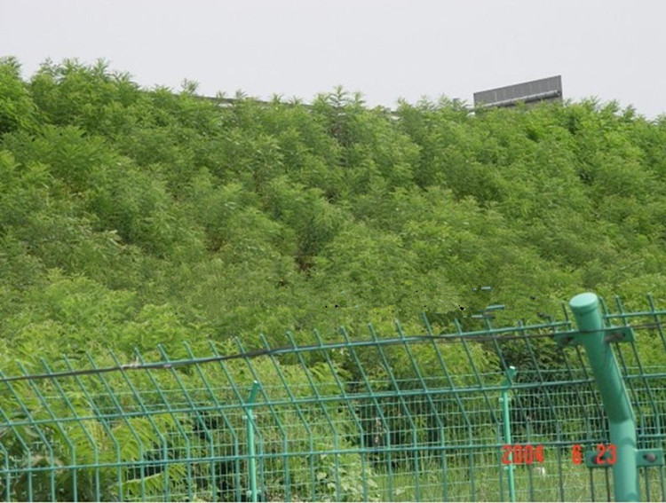 灌木-供应:道路护坡植物、绿化苗木绿化活钢筋