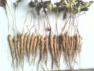 药材种子、种苗-大量供应白芍种苗-药材种子、