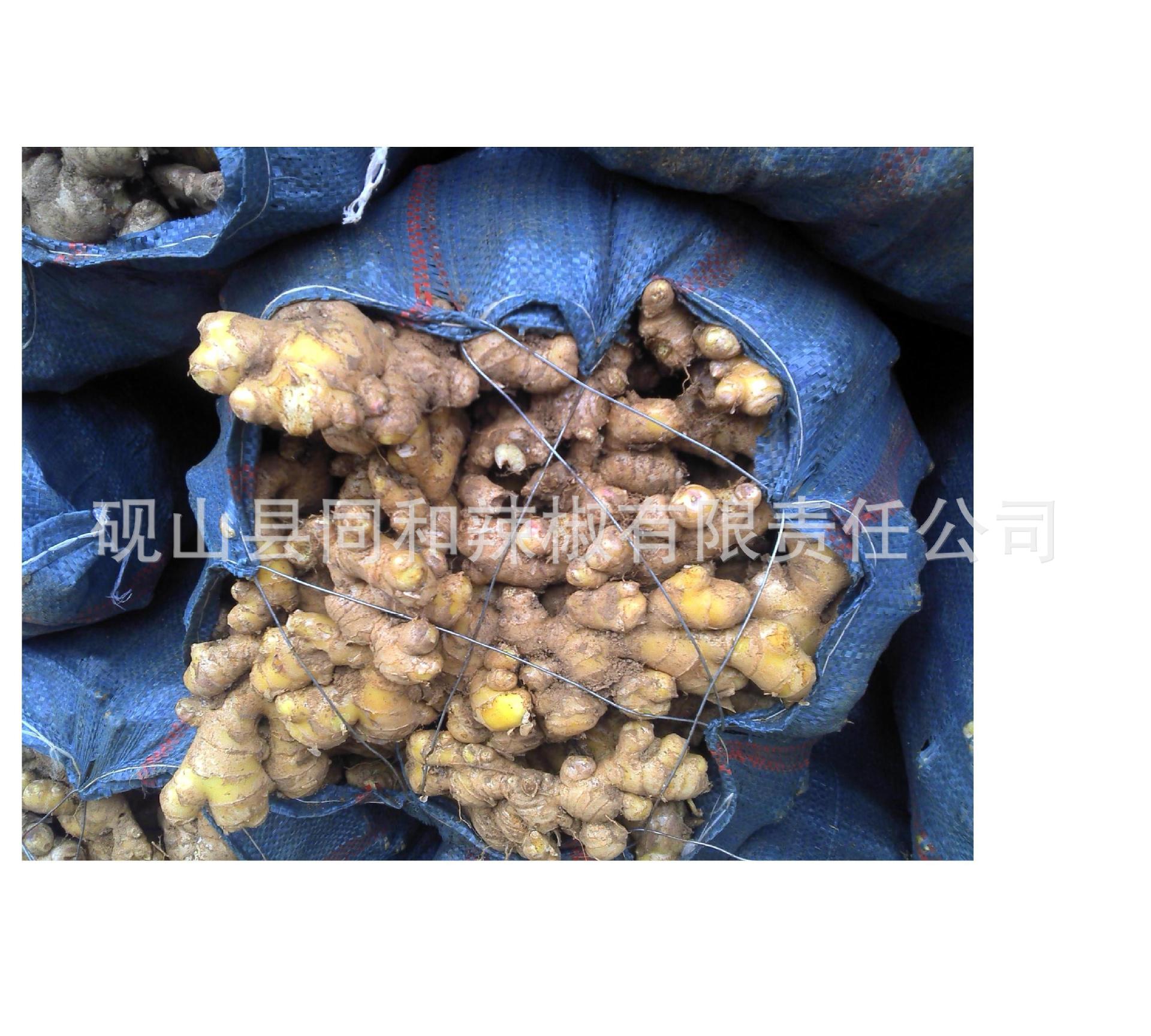 2013年小黄姜/生姜价格、行情、产地、供应商