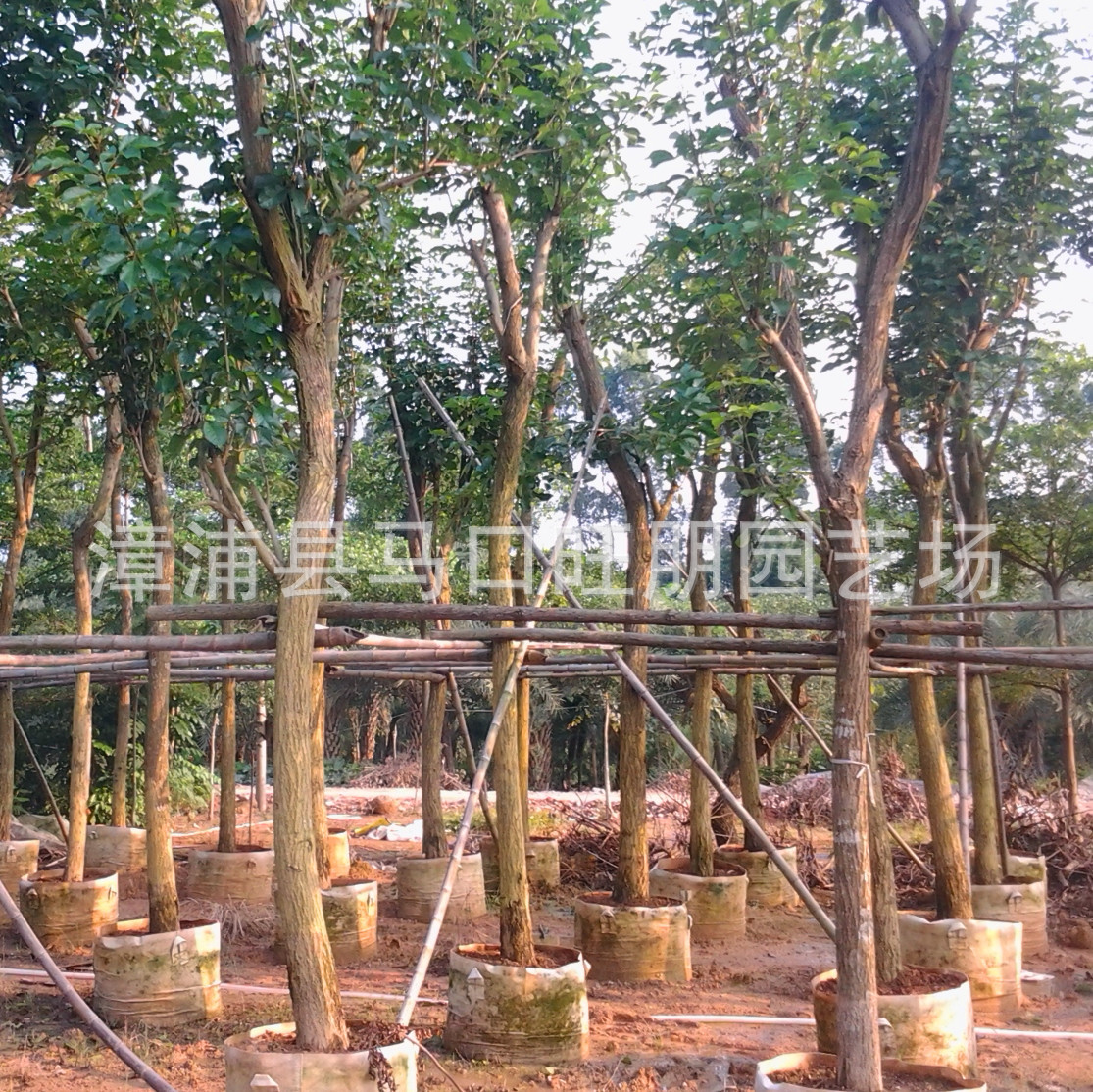 乔木-福建黄花风铃木移植苗 黄花风铃木价格优