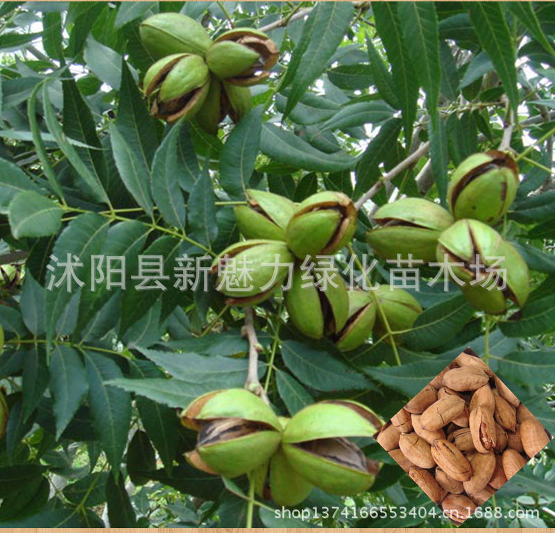 【苗圃直销 核桃树树苗 实生苗 小苗8518核桃苗