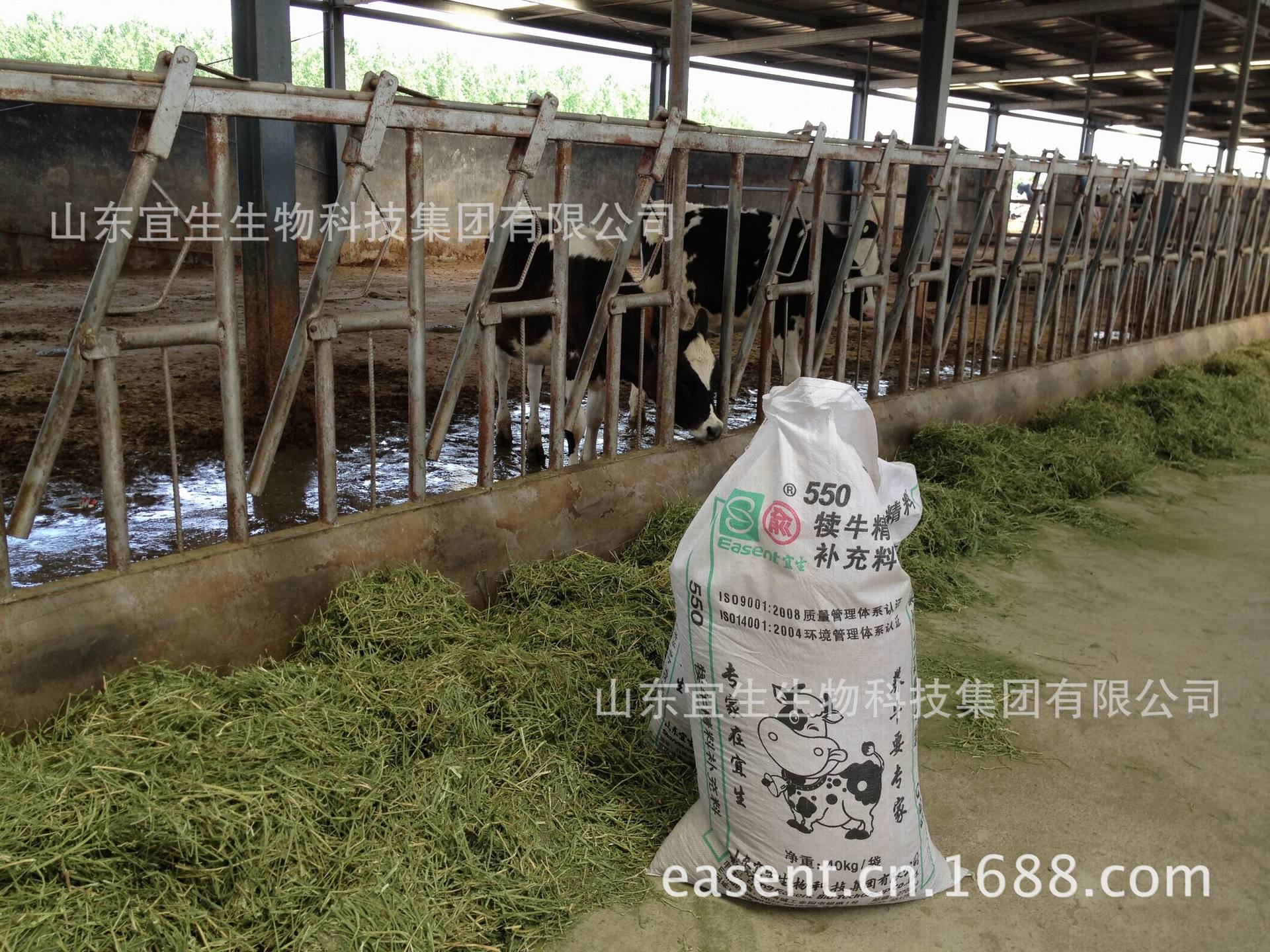 【美国进口 牛羊饲料 安德森一级苜蓿草 蛋白2