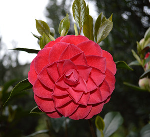 【茶花品种】茶花品种价格\/图片_茶花品种批发