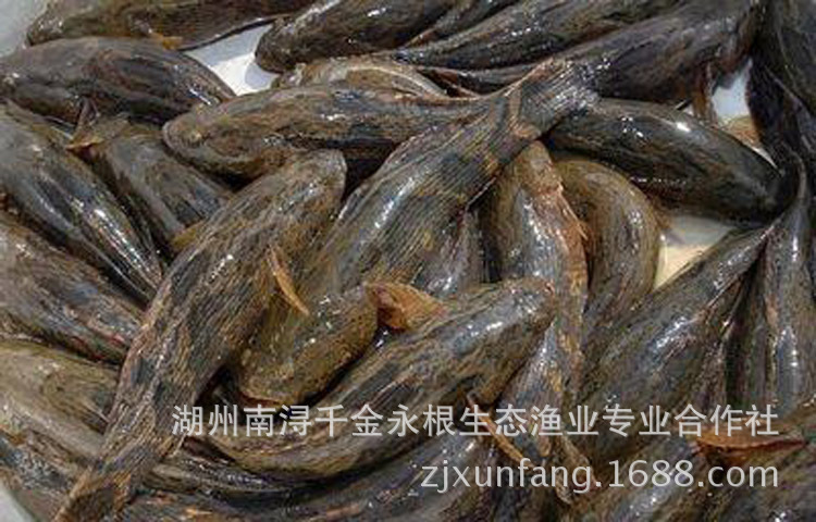 䱷عҰ㻢ͷ