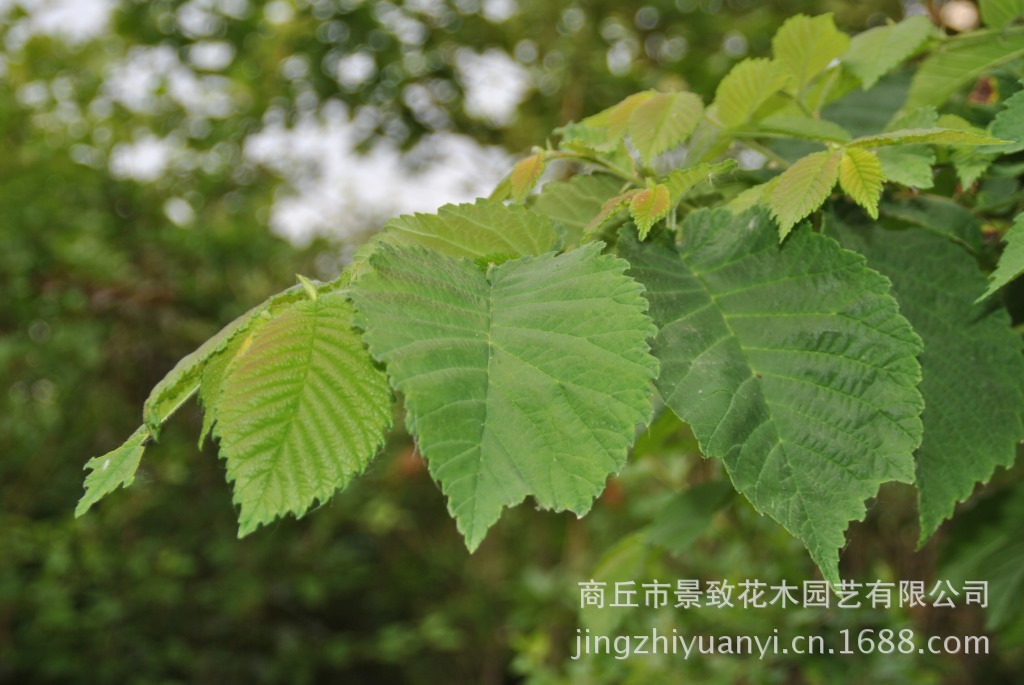 彩叶植物海棠树,乔木等