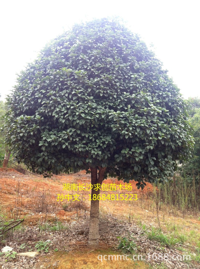 大量供应乔木--八月桂 绿化苗木最便宜的桂花树 实地看苗