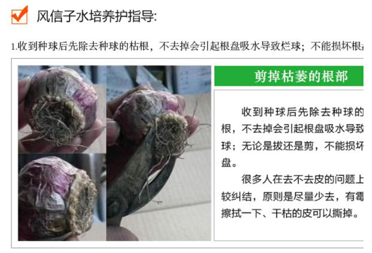 兰进口风信子种球 风信子多色可选大球 土种水