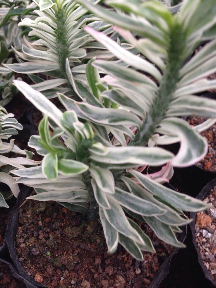 【绿山竹变锦实物照多肉批发】价格,厂家,图片