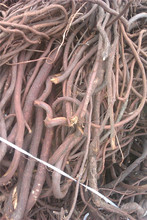 首乌藤 夜交藤_首乌藤 夜交藤价格_首乌藤 夜交