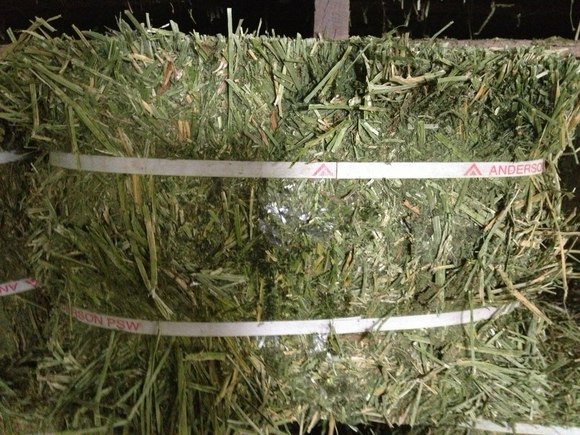 【新到13年紫花苜蓿草 美国进口 安德森一级苜